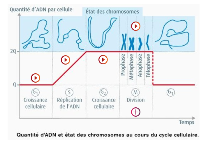 [📢 Actualité STL Biotechnologies &amp; ST2S] : Après les #EDS, des pratiques pédagogiques 
✅ Qui renforcent les compétences &amp; l’engagement des élèves
✅ Exemples de scénarios inspirants #STL #Biotechnologies
➡️  Image interactive cycle cellulaire 👉 pedagogie.ac-aix-marseille.fr/jcms/c_1064450…