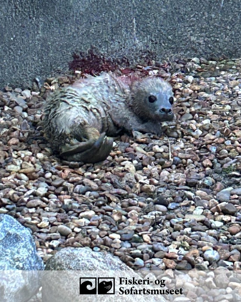 First documented #hybrid harbour-grey #sealpup at Denmark's museum of the sea! Though #greyseal DNA has been found in the uterus of female #harbourseals,  a hybrid has never been documented - until this morning 😲Fathered by a harbour seal and born by a grey seal 🦭