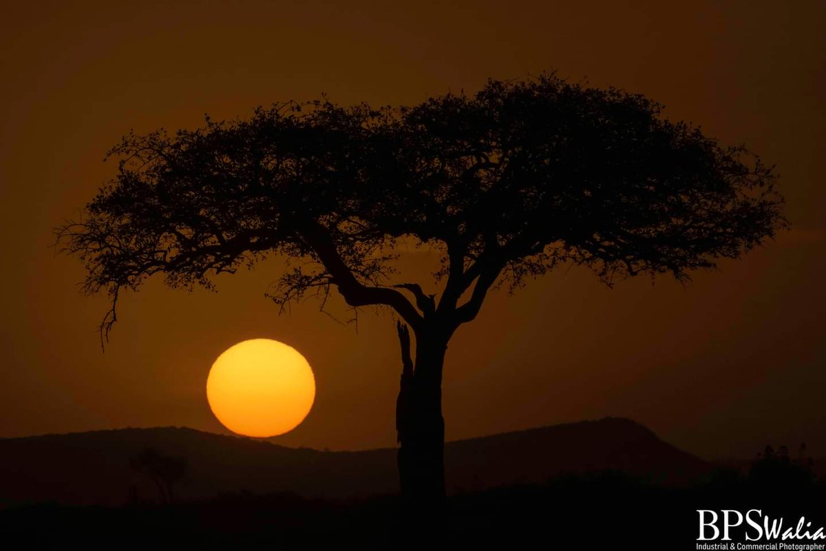 A snippet from my Kenyan Diaries.
A picture perfect sunrise in Masai Mara, Kenya.

Royal African Safaris
#NikonZ9 #bpswalia #kenya #nikon500pf #africa #masaimara #sunrise #acaciawood #acacia #royalafricansafari #photography #photographer #stockphotos #stockphotography