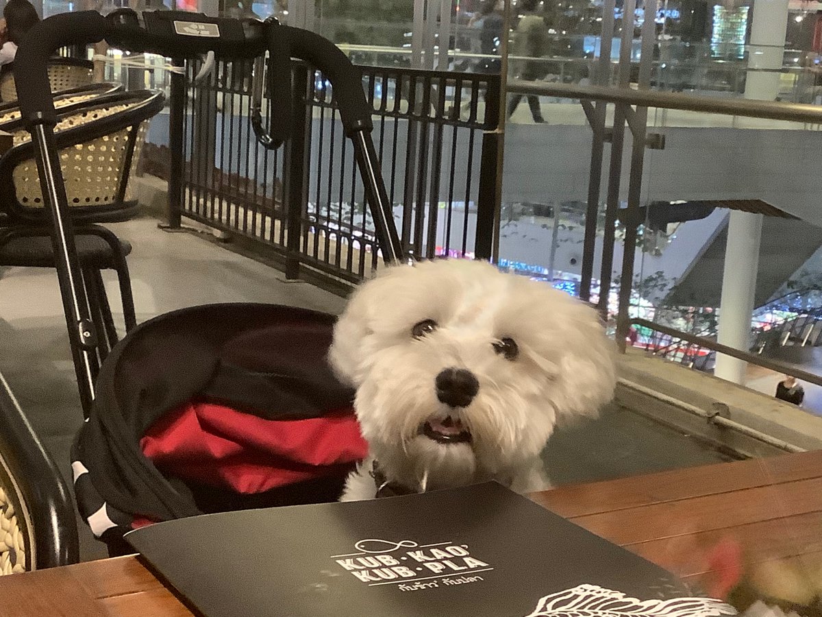 OreoSchnauzer's tweet photo. I hunger for a meal….my hoomans are holding my treats hostage.
#dogs #DogsofTwittter #dogsarefamily #cute #cravingfood https://t.co/kSRQot139D