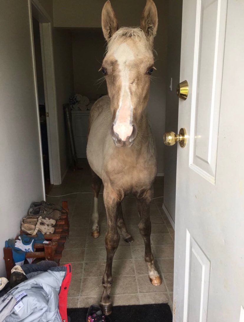 Did John Wayne Use The Same Horse In His Movies Did John Wayne Use The Same Horse In His Movies