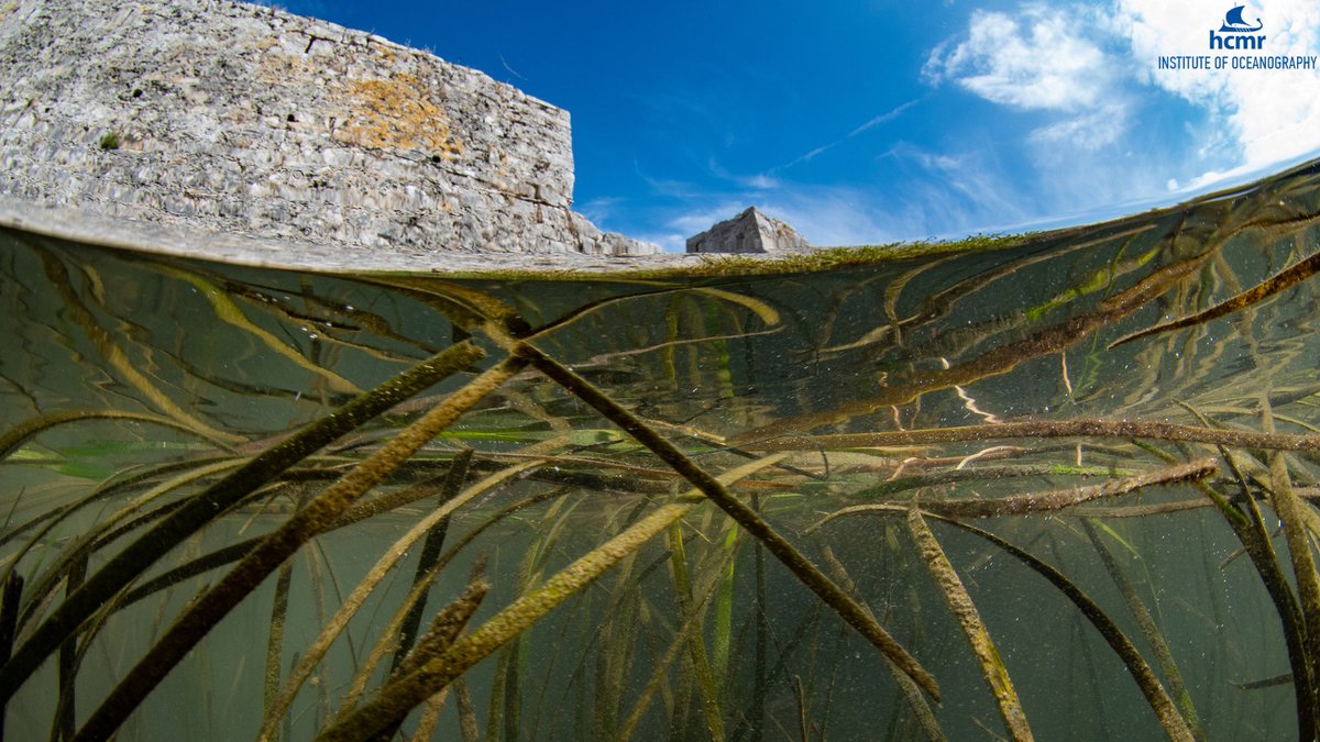 HcmrInOcean's tweet photo. 📸The #MoNaProject in #Albania:
Patchy meadows of the #seagrass #Cymodoceanodosa, here fringing the famous Ali Pasha’s castle, develop at both ends of the #VivariChannel which connects the #lagoon with the #sea..👉https://t.co/mgBb3idOq3
#InstituteofOceanography #ΕΛΚΕΘΕ https://t.co/fq0X9kzI94