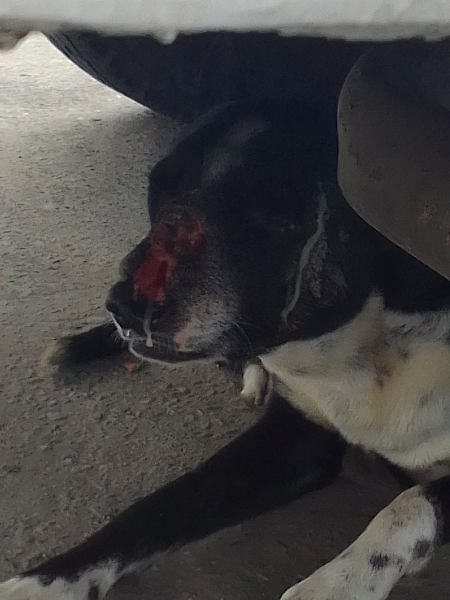 jazzypuppy29n12's tweet photo. @PerroUsuario Quisiera me ayudarán a difundir las imágenes de este perrito que se encuentra frente al antiguo hotel Melia Caribe, playa los Cocos, Caraballeda herida sufrida en el hocico por pelea con otro perro, tiene mucha pus y dolor.
@Nevadolaguaira @SomosNevado #ayudaurgente https://t.co/VRdlDCINsc