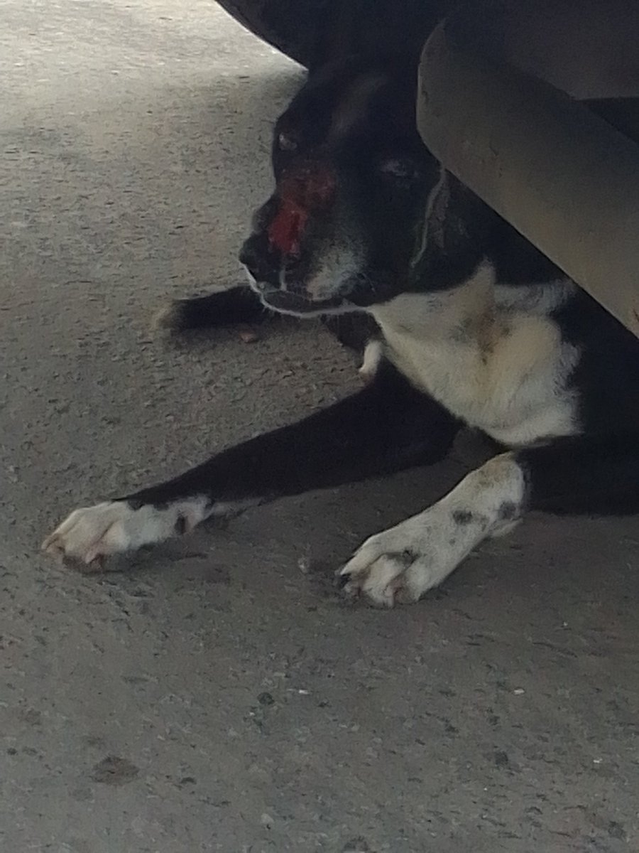 jazzypuppy29n12's tweet photo. @PerroUsuario Quisiera me ayudarán a difundir las imágenes de este perrito que se encuentra frente al antiguo hotel Melia Caribe, playa los Cocos, Caraballeda herida sufrida en el hocico por pelea con otro perro, tiene mucha pus y dolor.
@Nevadolaguaira @SomosNevado #ayudaurgente https://t.co/VRdlDCINsc