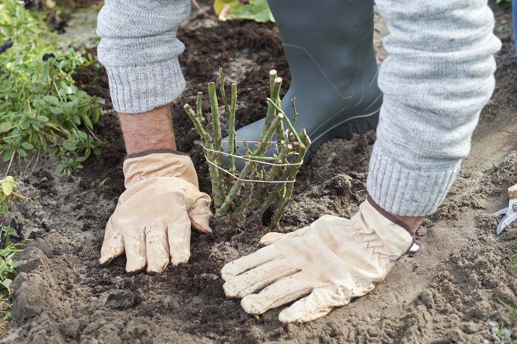 #Aanplanten kan eigenlijk het hele jaar, tenzij het vriest. Niet winterharde planten (die vaak uit warme gebieden komen) kunnen beter vanaf het voorjaar geplant worden. Weten wanneer je wat plant? > directplant.nl/tuintips/aanpl…