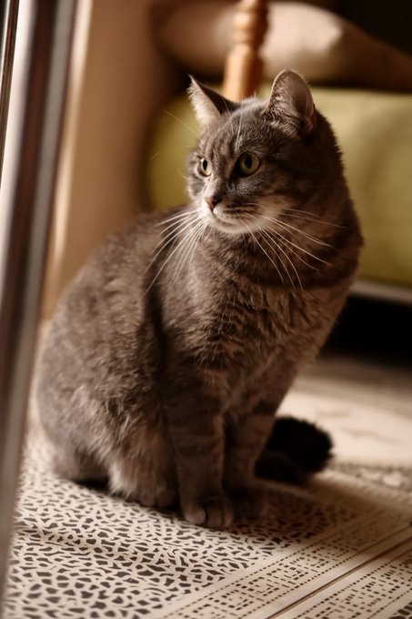 my pretty cats🫶🫶🫶  #cats #cat #mylove #buns https://t.co/hRq2245ET0<a href="/tag/cats"class="tags">#cats</a><a href="/tag/cat"class="tags">#cat</a><a href="/tag/mylove"class="tags">#mylove</a><a href="/tag/buns"class="tags">#buns</a>