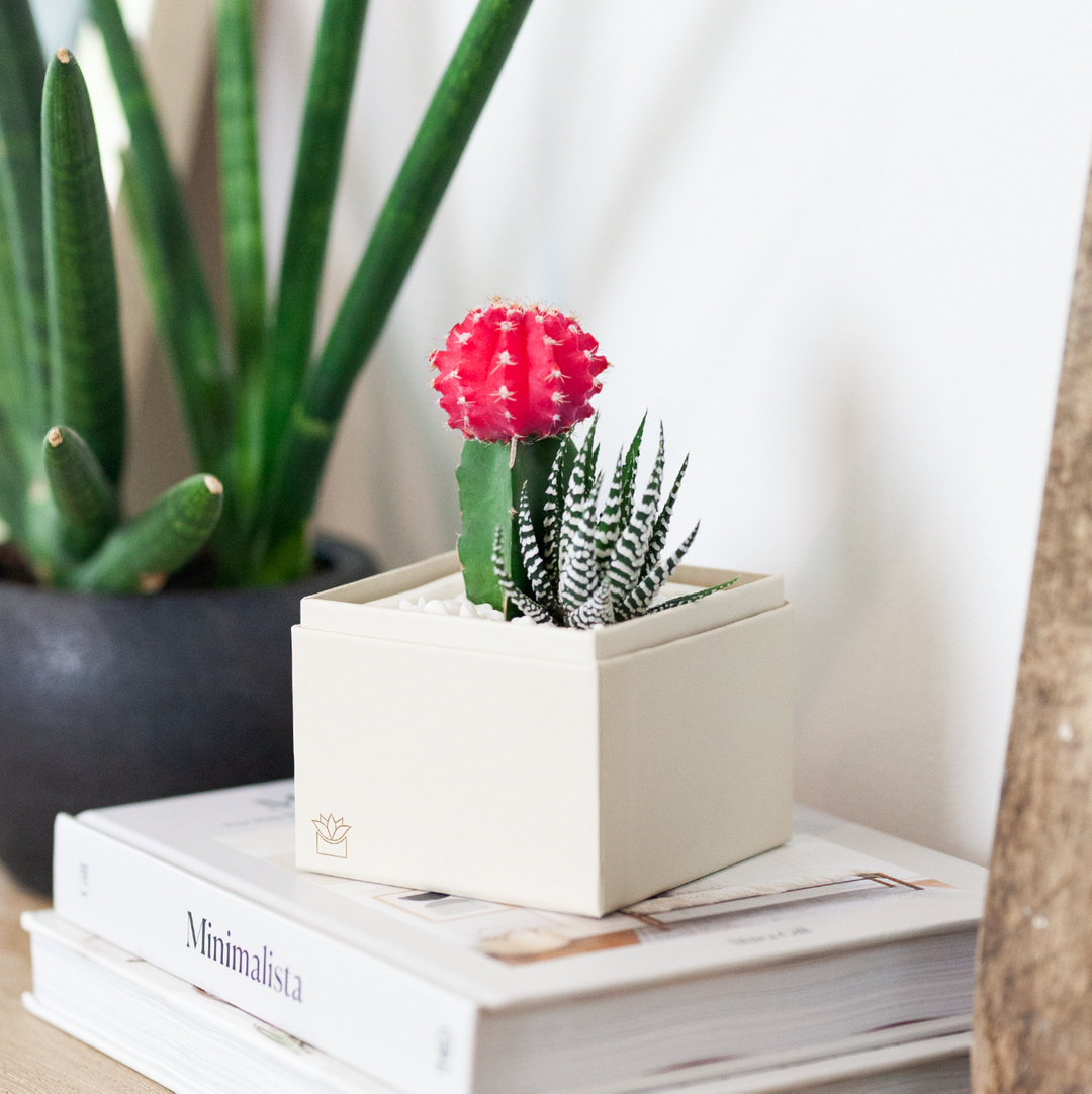 Today is the last day to place your order with Standard shipping to receive your V-Day gift on time! 💕