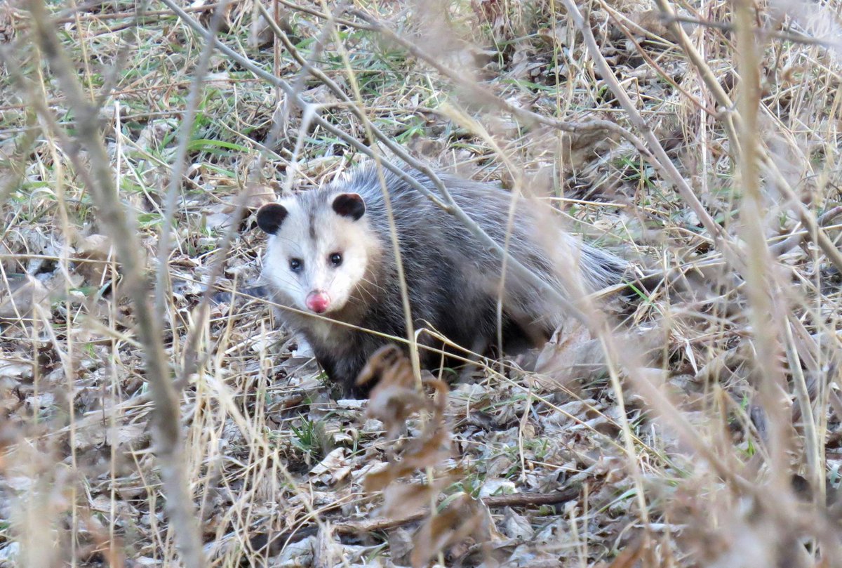 U.S. Fish and Wildlife Service tweet media