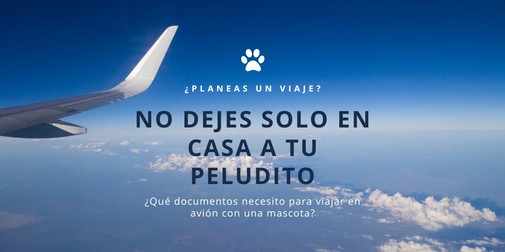 _PuppyPoop_'s tweet photo. 4 consejos para que nunca más, tu mascota tenga que viajar en bodega arriesgando su salud. 

Mira los requisitos completos en la descripción. https://t.co/I4Zi3ZrjYr