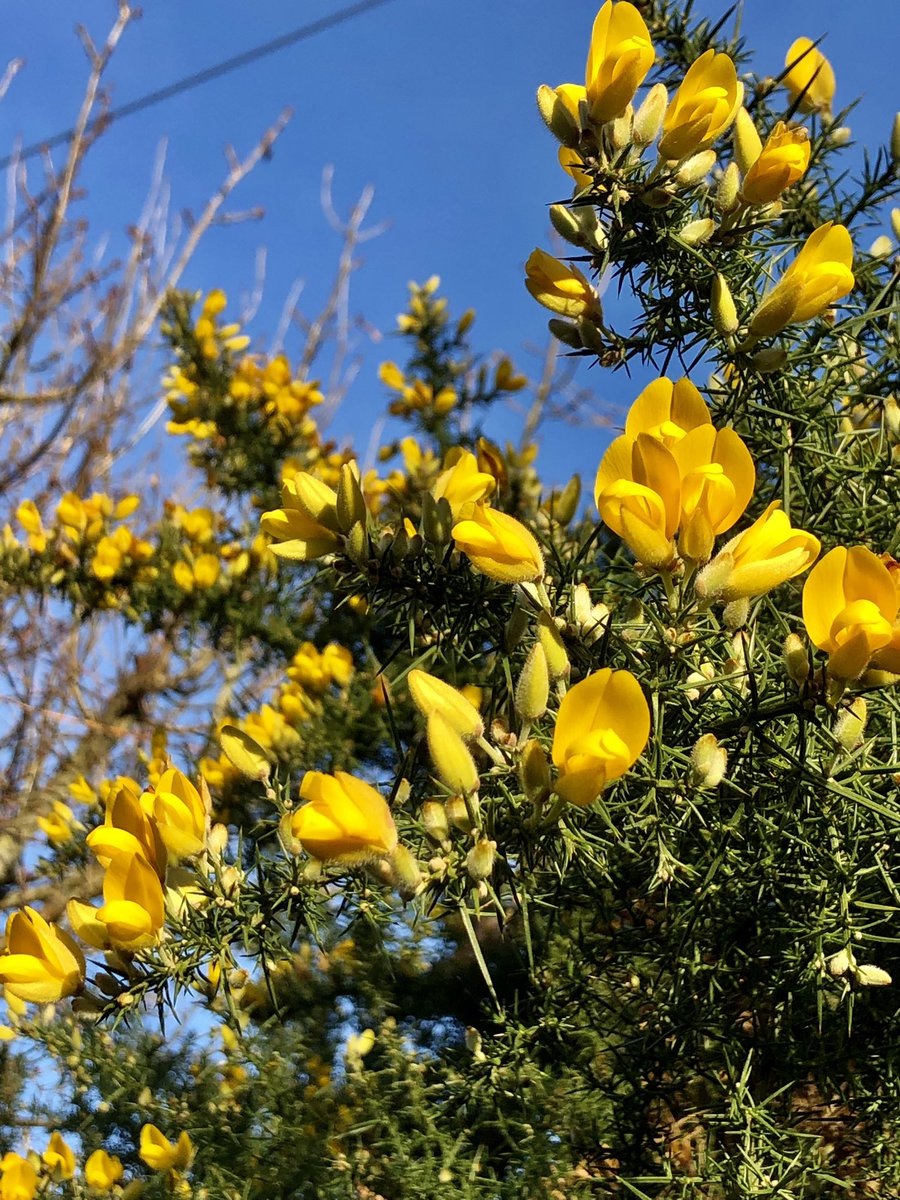 Susiekeane41's tweet photo. Some colour to brighten your day. A blue sky is always a welcome sight☀️💙💛#gorse #blueskies #yellow #thursdaymorning #NaturePhotography #Walking #HappyColour https://t.co/a8CFMvprxZ