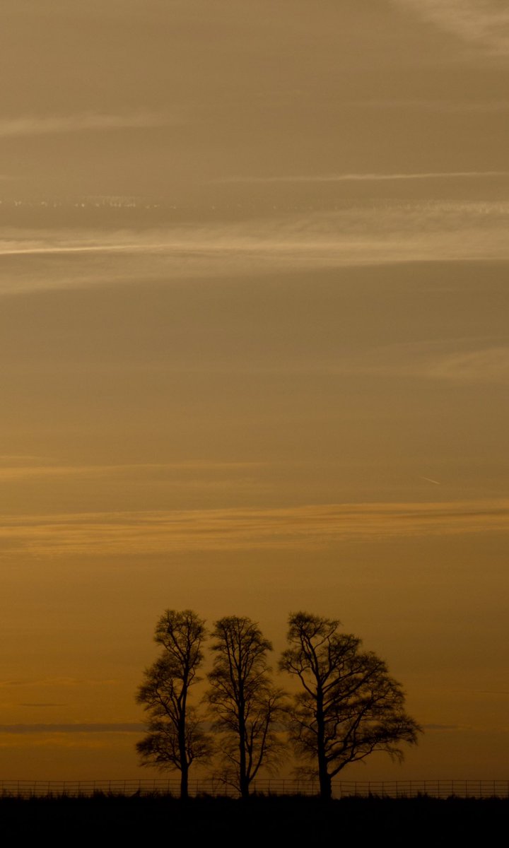 tPholme's tweet photo. Sunset trees #WexMondays https://t.co/D4CxHmSJot