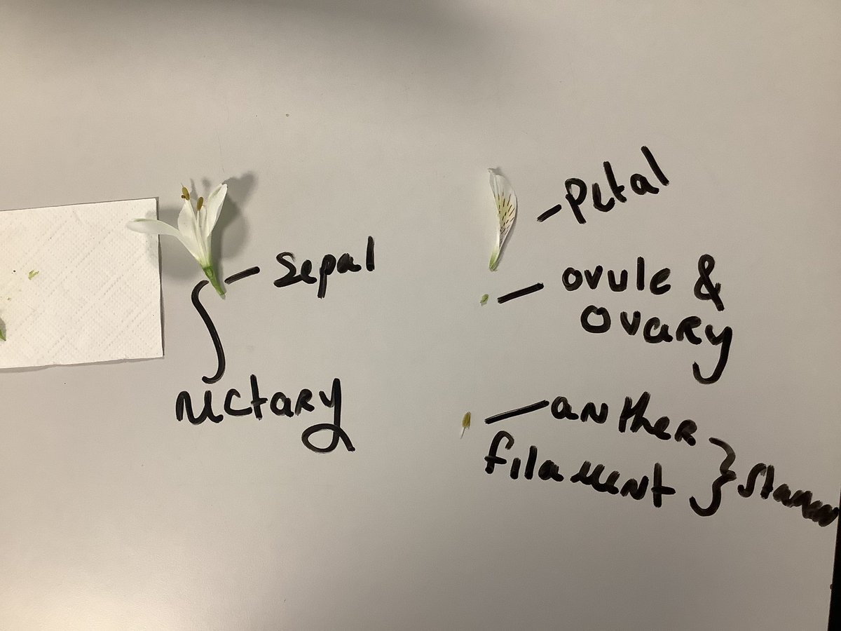 drstein_bio's tweet photo. 3E did great work on their flower dissection today naming all the parts involved in reproduction. #article29 #plantreproduction #flowerdissection https://t.co/u1j4ddnzch