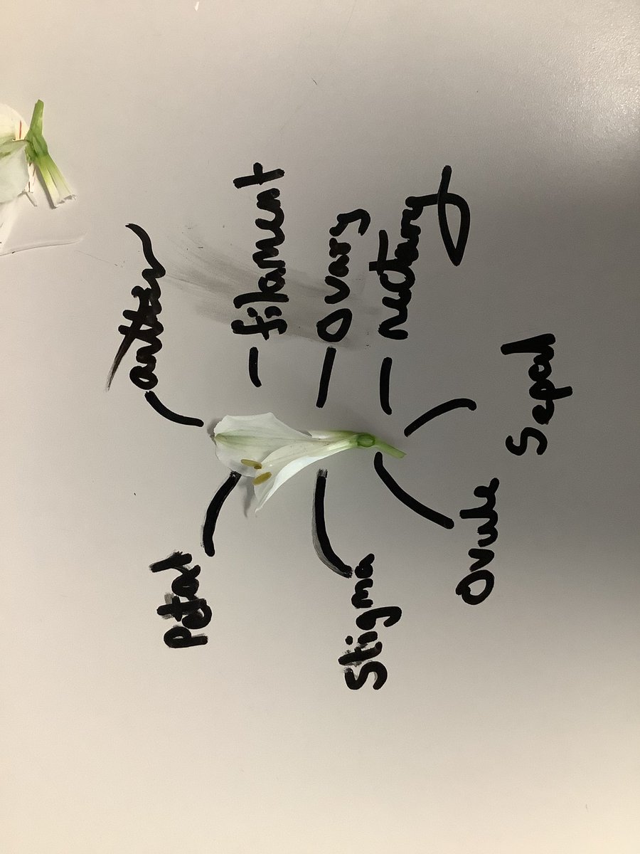 drstein_bio's tweet photo. 3E did great work on their flower dissection today naming all the parts involved in reproduction. #article29 #plantreproduction #flowerdissection https://t.co/u1j4ddnzch