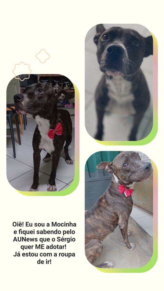 andreacrachid's tweet photo. Adota a Mocinha, @sergioesmarques! #BDMG https://t.co/4ZeaeO98xp