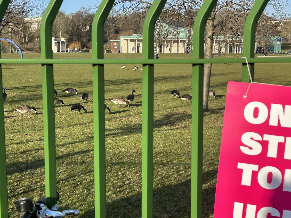 Strong support from the geese of solidarity @UoNUCU #ucuRISING #ucustrikes