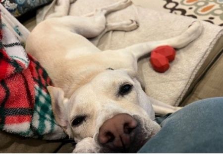 adopt_a_dog_bot's tweet photo. Penny is an energetic maiden, who can be found near Amherst, MA! Penny is a Yellow Labrador Retriever, who wants a booty rub from you. #YellowLabradorRetriever #dogsoftwitter #rescue #adopt #dog #Amherst #Massachusetts #MA https://t.co/M5rRSXpTut https://t.co/QExT1CUGh8