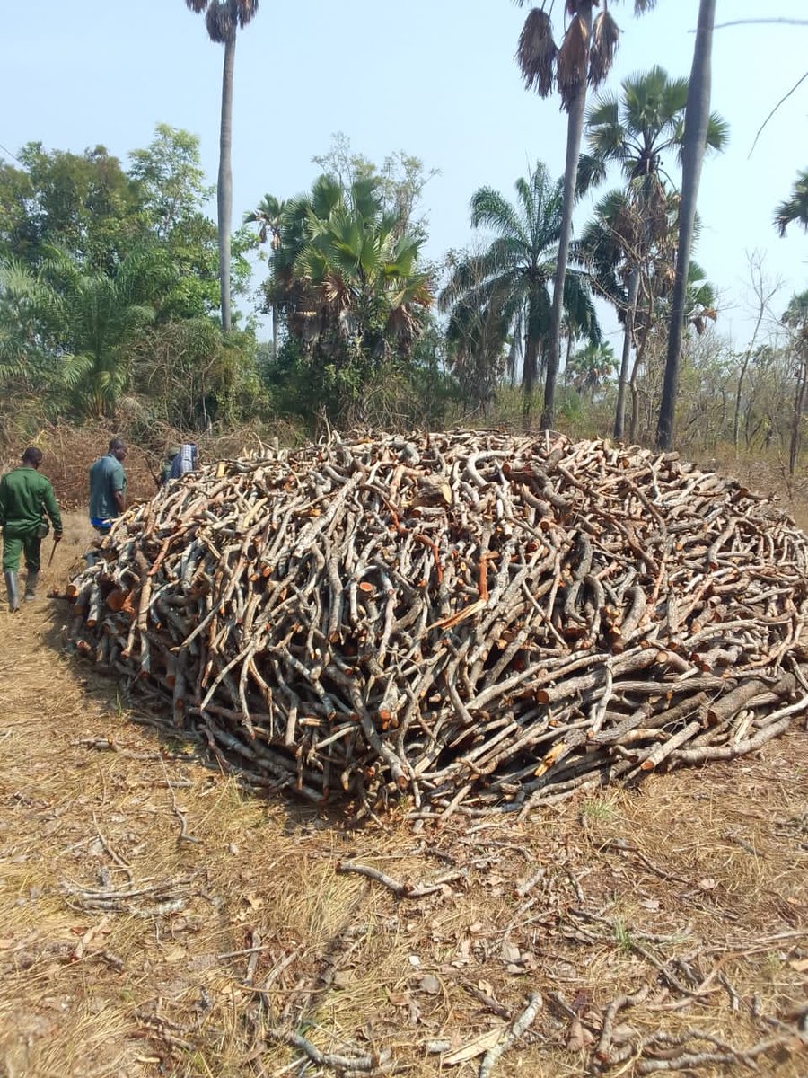 As seen at Anyinofi near Atebubu, Bono East Region of Ghana. This is heartbreaking!!This area is located between two major wildlife reserves.
Something must be done as soon as possible.
#taxonomy
#COP15 
#deforestation
