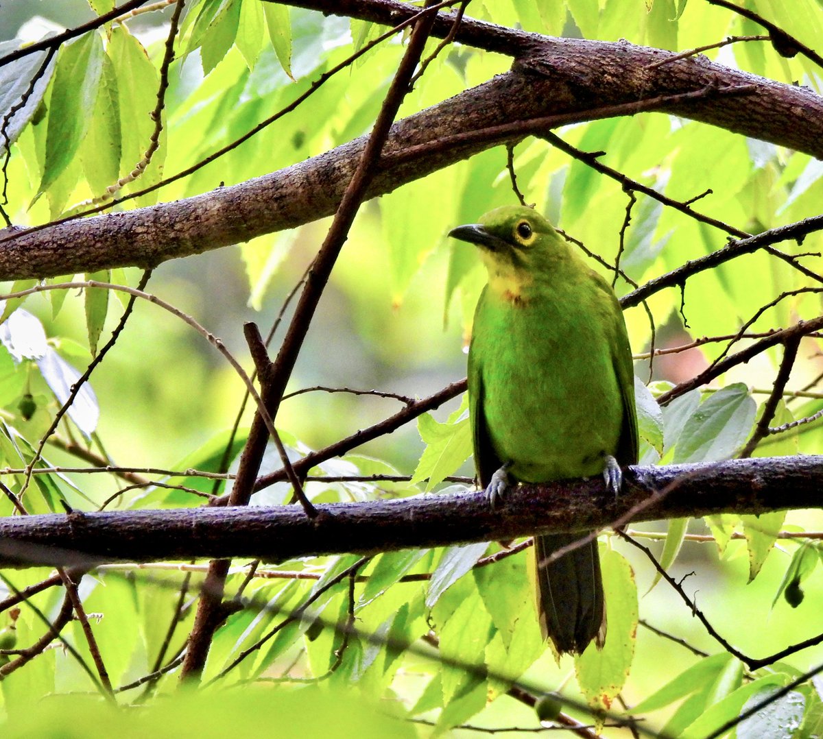 PlantChaser's tweet photo. Greater green leafbird (Chloropsis sonnerati)
Sepilok, Sabah, Malaysia
November 2022
Bird#81
#greatergreenleafbird #leafbird #bird #sepilokkabili #sepilok #birdwatching #birding #birdphotography #birdphoto #birdsinhabitat #wildbirds #nature #outdoors #birdsoftheworld https://t.co/GVE2ptcF7S