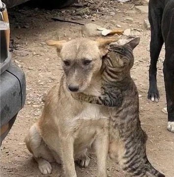mikronhaber's tweet photo. Enkazdan kurtarılan kedi ve köpek birbirine sarıldı. https://t.co/nx5j7wFyIg