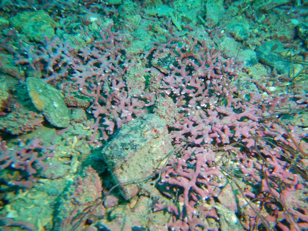 AtlanticScuba's tweet photo. We found a previously unrecorded Maerl bed yesterday in 20m of water, not that exciting to most but this is storing carbon and holds onto it for years. If a piece of maerl dies off, it still holds the carbon. We have millions of tons of dead maerl around Falmouth. https://t.co/kv7PXehrwz