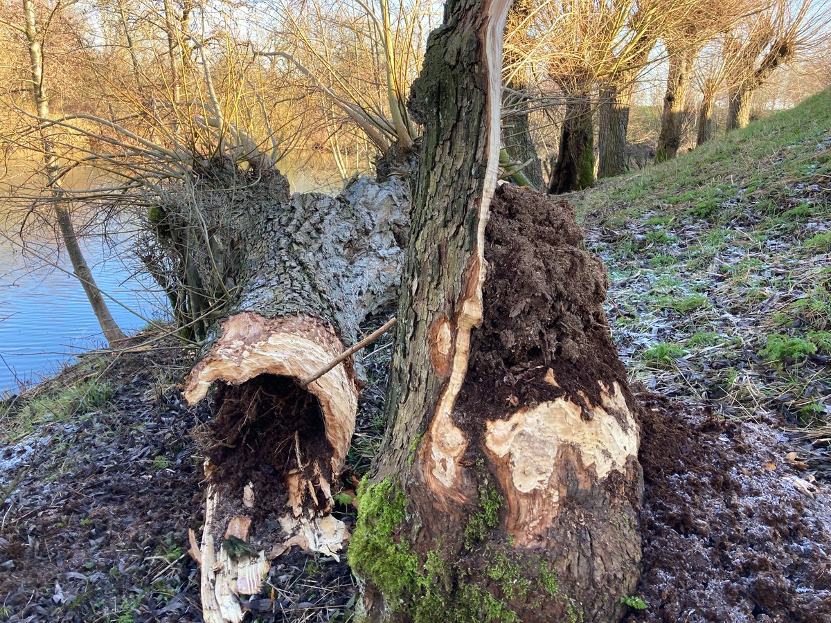 Werelderfgoed langs de Lek, de bever heeft het ook ontdekt #forteverdingen <a href="/Waterlinie_NHW/">Nieuwe Hollandse Waterlinie</a> #tussenlekenlinge #unesco <a href="/Wereld_erfgoed/">Werelderfgoed</a> #fort #bever <a href="/waterliniesNL/">Forten & Waterlinies</a> <a href="/DuitsLauret/">Duits&Lauret</a> #knotwilg #riviernatuur