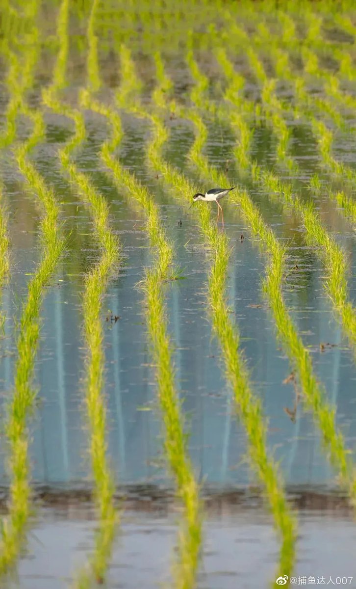 Jinan_ICC's tweet image. In the face of the complex global grain supply and demand situation, Jinan took early action and multiple measures simultaneously, and actively carried out #springplowing and sowing preparation with an estimated planting area of 1.2 million mu.
#JinanDevelopment #JinanChina