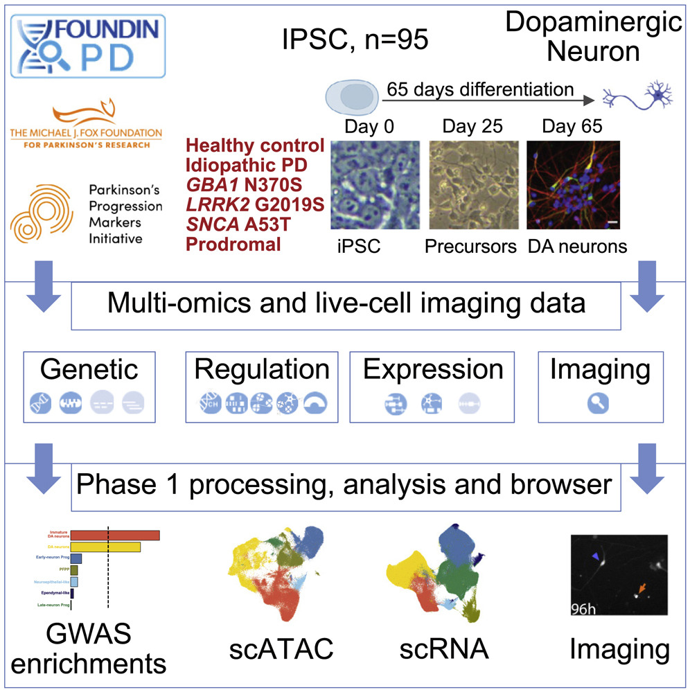 The Science of Parkinson's (@scienceofpd) on Twitter photo New paper from <a href="/ElisangelaBres1/">Elisangela Bressan</a> <a href="/cornelisblauw/">Cornelis Blauwendraat</a> & FOUNDIN-PD program colleagues presents a multi-layered molecular dataset from analysis of differentiated iPSCs to dopamine neurons from 95 PPMI participants with varying #Parkinsons genetic variants
cell.com/cell-genomics/… New paper from <a href="/ElisangelaBres1/">Elisangela Bressan</a> <a href="/cornelisblauw/">Cornelis Blauwendraat</a> & FOUNDIN-PD program colleagues presents a multi-layered molecular dataset from analysis of differentiated iPSCs to dopamine neurons from 95 PPMI participants with varying #Parkinsons genetic variants
cell.com/cell-genomics/…