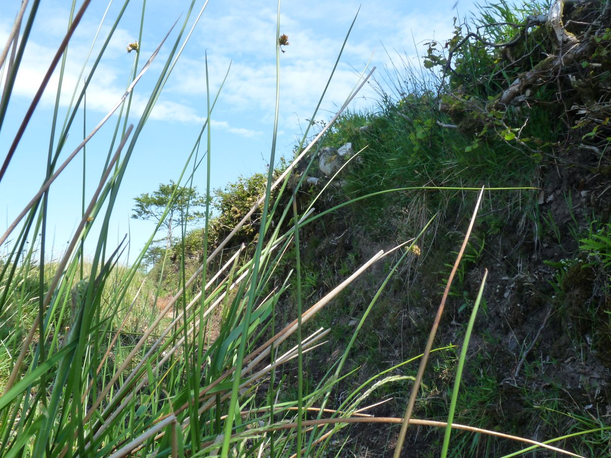 ExmoorNP's tweet photo. The #DevonHedge Award is a thank you to those working hard to create wildlife-rich hedges in Devon.  This year's theme is hedge trees. Have you protected hedgerow trees, planted more or allowed saplings to grow? Apply here https://t.co/3eAksXyQxA https://t.co/xQJOVxtHEx