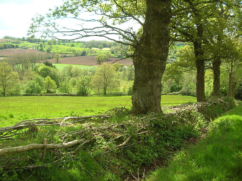 ExmoorNP's tweet photo. The #DevonHedge Award is a thank you to those working hard to create wildlife-rich hedges in Devon.  This year's theme is hedge trees. Have you protected hedgerow trees, planted more or allowed saplings to grow? Apply here https://t.co/3eAksXyQxA https://t.co/xQJOVxtHEx