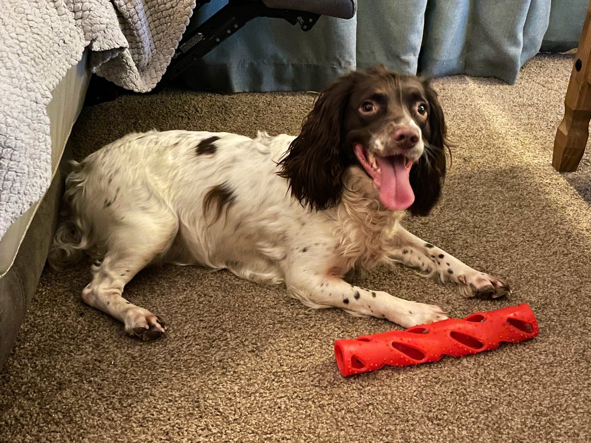 CaptainSC5's tweet photo. This dog canβt half test my patience at times, but man do I love her!
I think she gets special treatment as she was my first working dog and first one that Iβve trained / am training.
#fourpawedbestie #gundog #springerspaniel #workingspaniel https://t.co/BvkQ4P62La