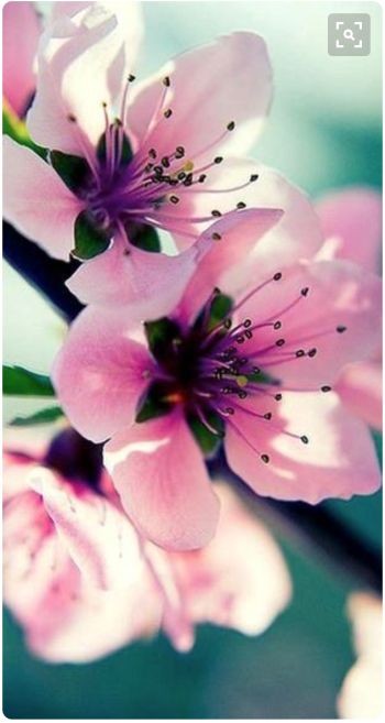 Beautiful nature 🌸
