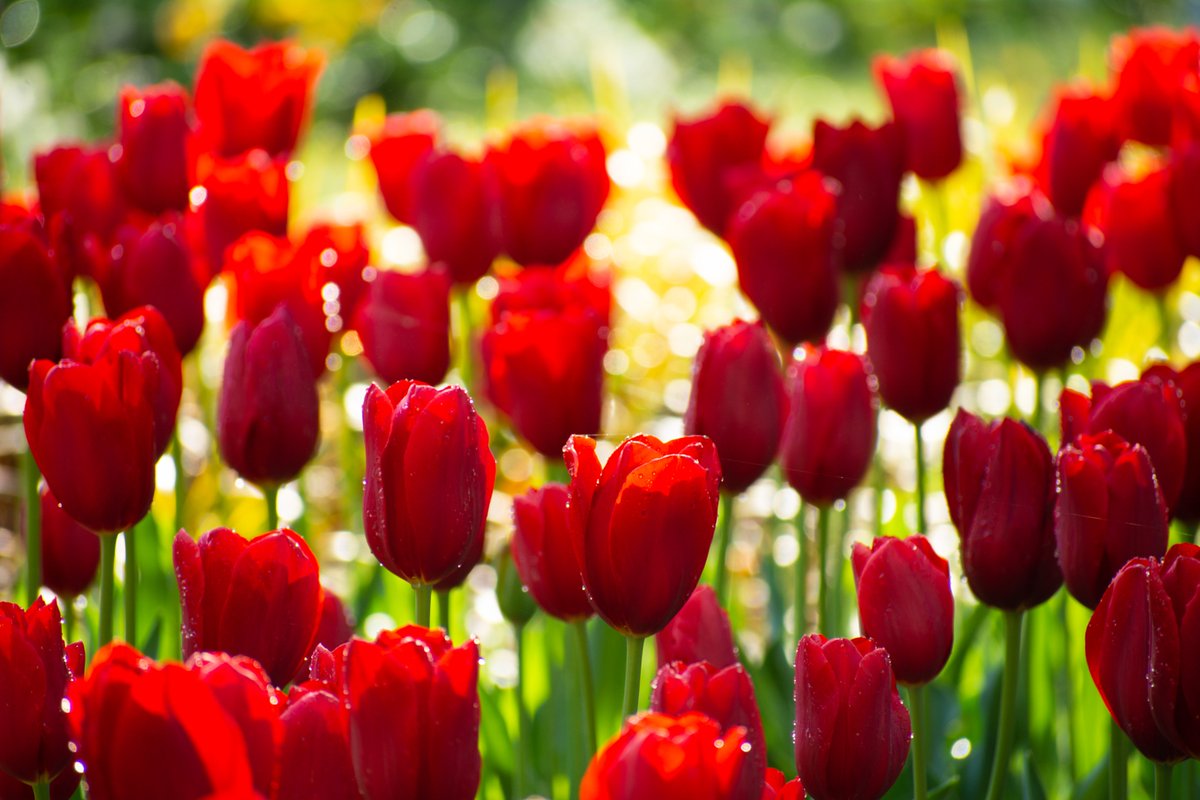 Artzy Dreams tweet media