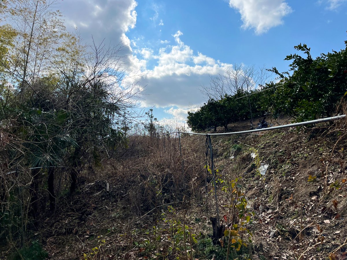 startfromzero23's tweet image. 日々、畑の整備中です✨

竹林に囲まれたこの畑では、外周りを今の時期には綺麗にしておかないと、
春のタケノコの時期には大変な事になります😇

#竹林
#みかん農家