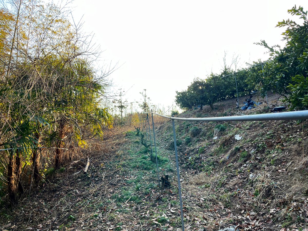 startfromzero23's tweet image. 日々、畑の整備中です✨

竹林に囲まれたこの畑では、外周りを今の時期には綺麗にしておかないと、
春のタケノコの時期には大変な事になります😇

#竹林
#みかん農家