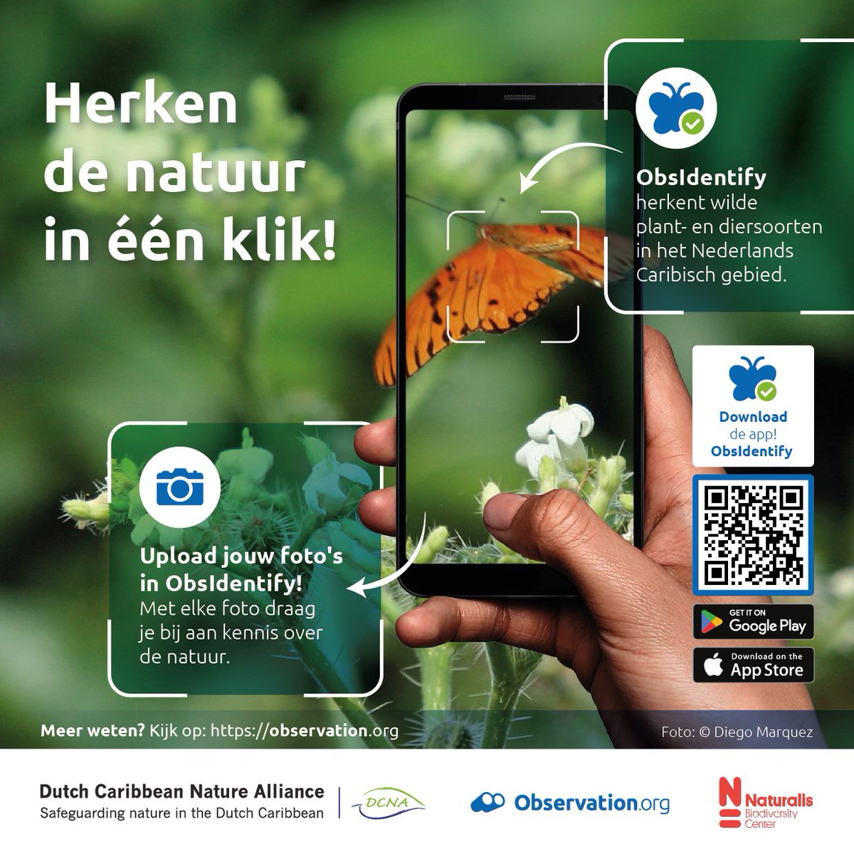 Onze beeldherkenning is uitgebreid naar het Nederlands Caribisch gebied! Of je nu ObsIdentify gebruikt tijdens je wandeling of thuis op je computer foto's invoert op Observation.org, onze beeldherkenning helpt je met de identificatie.