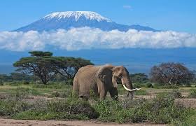 Join us on the 25th February 2023 to the “Home of the African Elephant”
#fauzietoursandtravel #fauzietours #funandbeyond  #Grammys2023 #SetUpSexCrimesUnit #AmKenyan #KwamboxAndObinna #TurkeySyriaEarthquake #BoycottEquityBank
Jeff Koinange
Mr Ibu
Jalang’o
Citizen TV
Fred Matiangi