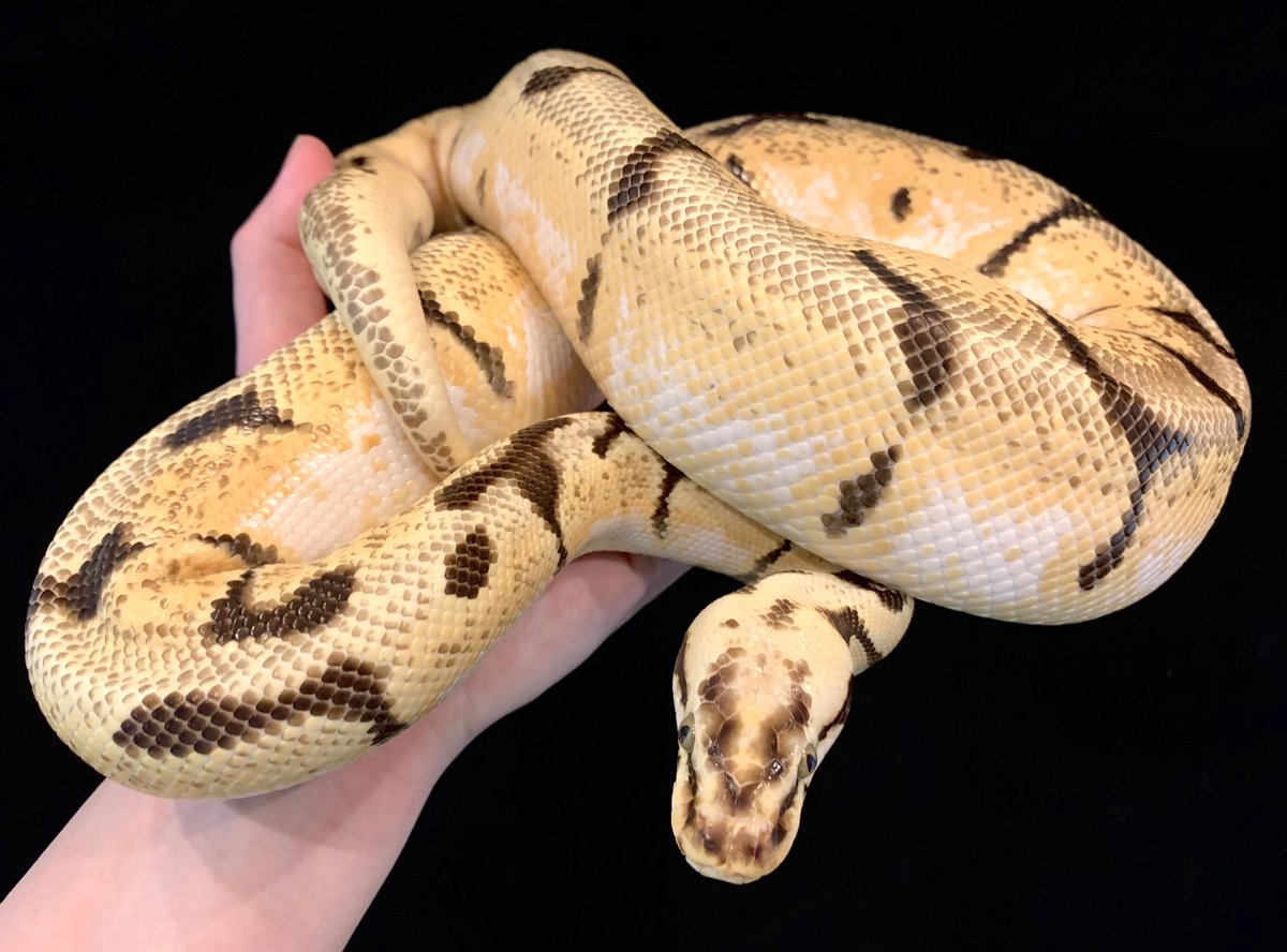 herptilelovers's tweet image. 【#ボールパイソン #キラービーエンチイエローベリー (♂)】
スーパーパステル×スパイダー×エンチ×イエローベリーのコンボ!
ブリーダーさんの次期種親候補を譲って頂きました。神経障害があるスパイダーが入ったコンボモルフですが、きちんとピンセットからエサを食べ、安心です!
#Pythonregius
