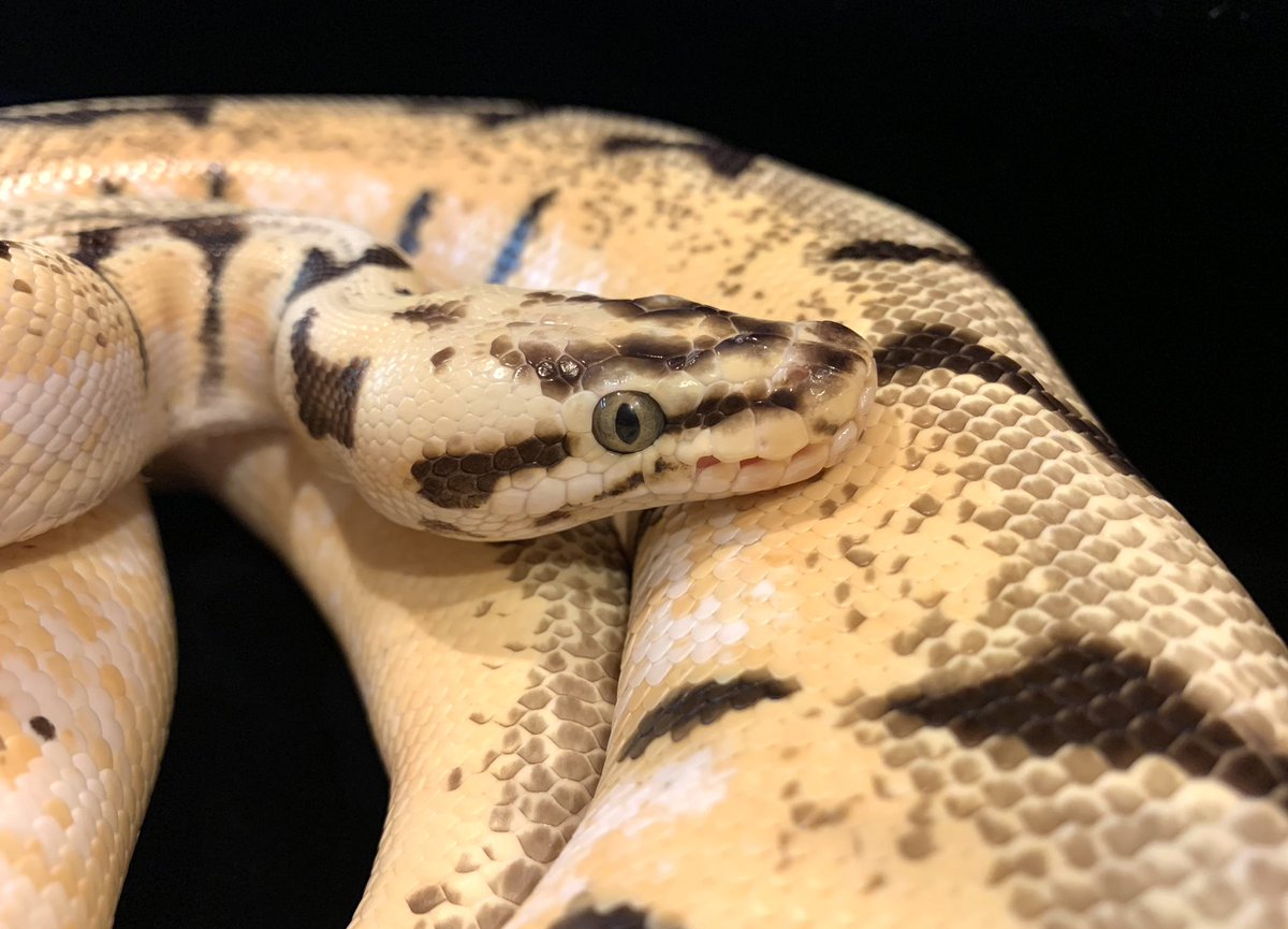 herptilelovers's tweet image. 【#ボールパイソン #キラービーエンチイエローベリー (♂)】
スーパーパステル×スパイダー×エンチ×イエローベリーのコンボ!
ブリーダーさんの次期種親候補を譲って頂きました。神経障害があるスパイダーが入ったコンボモルフですが、きちんとピンセットからエサを食べ、安心です!
#Pythonregius