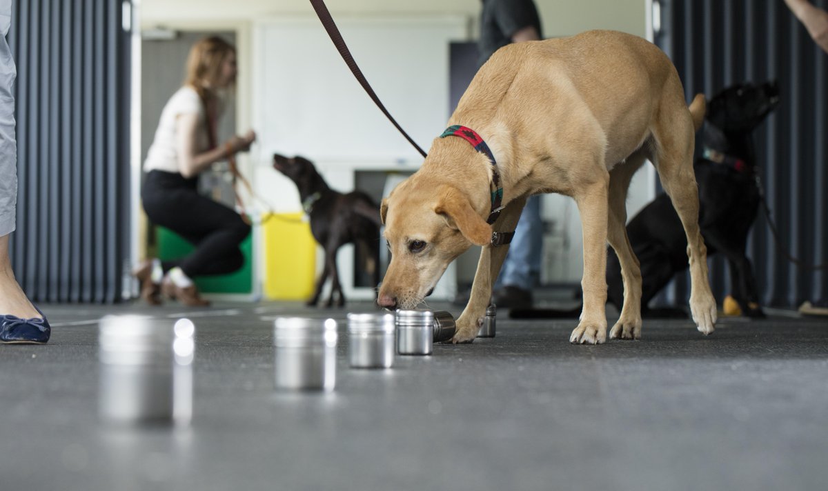 UoLScience's tweet photo. Do you have a pet? If you do, why not get involved with our research here at Lincoln? 

We are also looking for pets to take part in our pioneering and welfare-friendly research into animal
behaviour. 

For more information and to sign up, please visit - https://t.co/QxZpvGH6C1 https://t.co/Pjamc3Job7