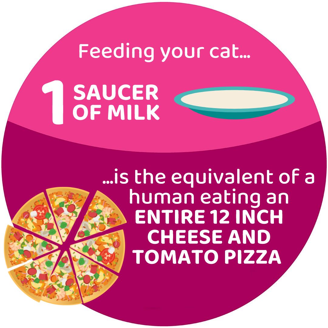 PDSA on Twitter "Not only can milk cause your feline friend to get an