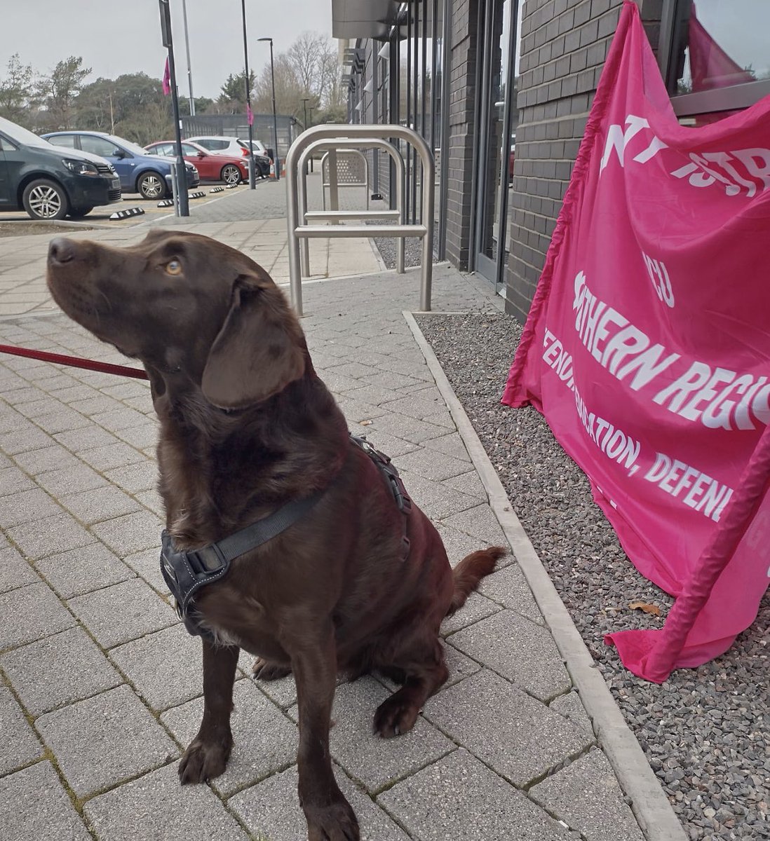 So good to be on the picket line with this pup. #ucuRISING