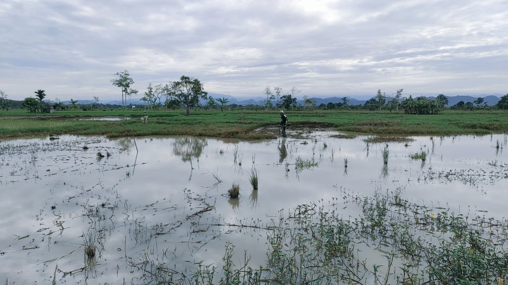 Excel_Dee's tweet photo. Apa sih pH tanah itu?

pH adalah singkatan dari potential hydrogen. Yaitu sebuah skala perhitungan jumlah potensi ion hidrogen (H+) yang ada di tanah. Ion hidrogen ini lawannya adalah ion hidroksida (OH-). Di dalam tanah, potensi jumlah ion H+ dan OH- ada 3 (tiga) kemungkinan : https://t.co/1UU1MRUT7S