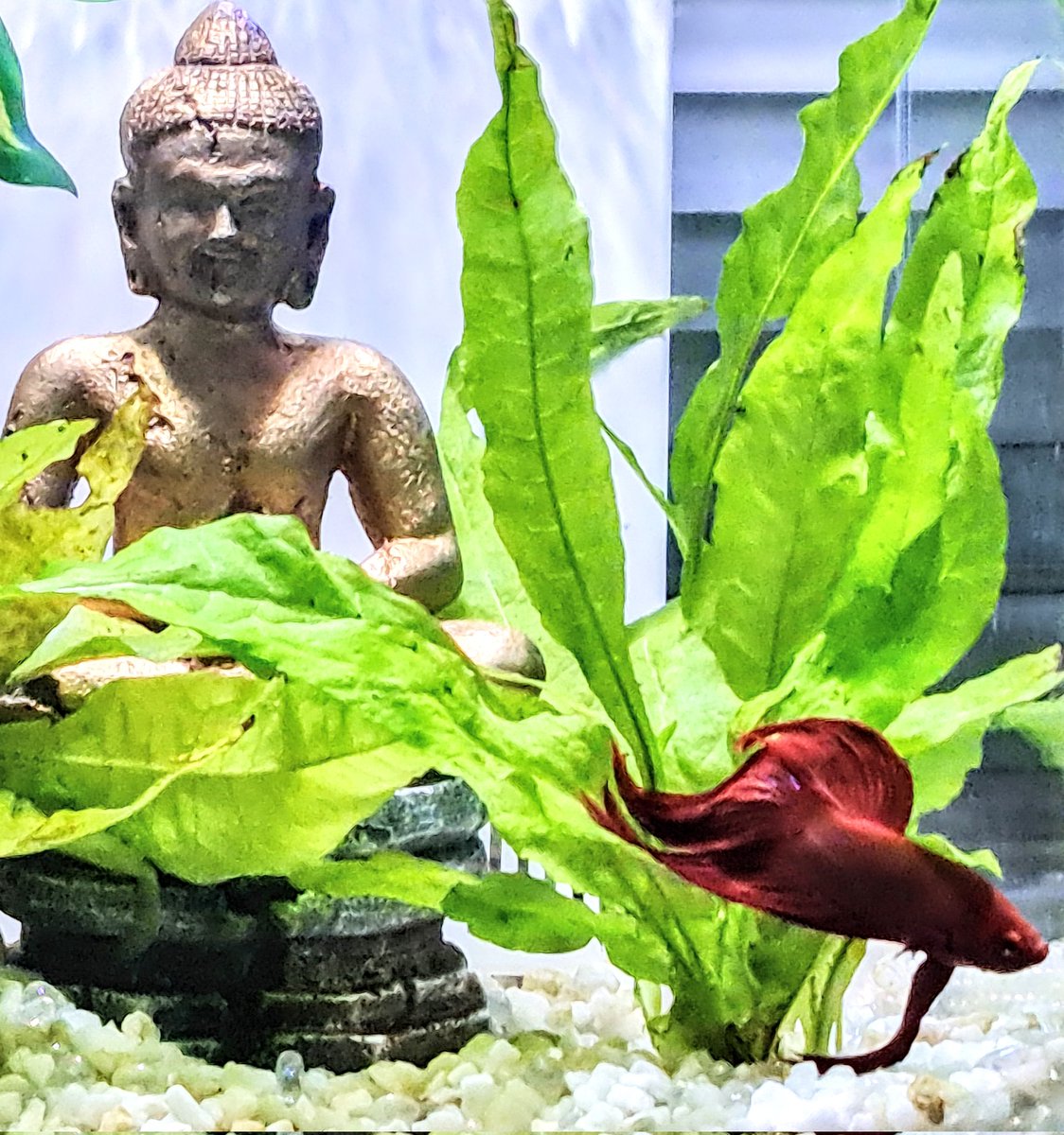 OZZY_GiRL_'s tweet photo. "Chai" perfectly performs his balancing act 🎬 👌 😊❤️❤️❤️ #bettafish #aquarium #FishRFriends #fightingfish #bettasplenden #fishy #CHAI #siamese https://t.co/IvZQMYkXRk