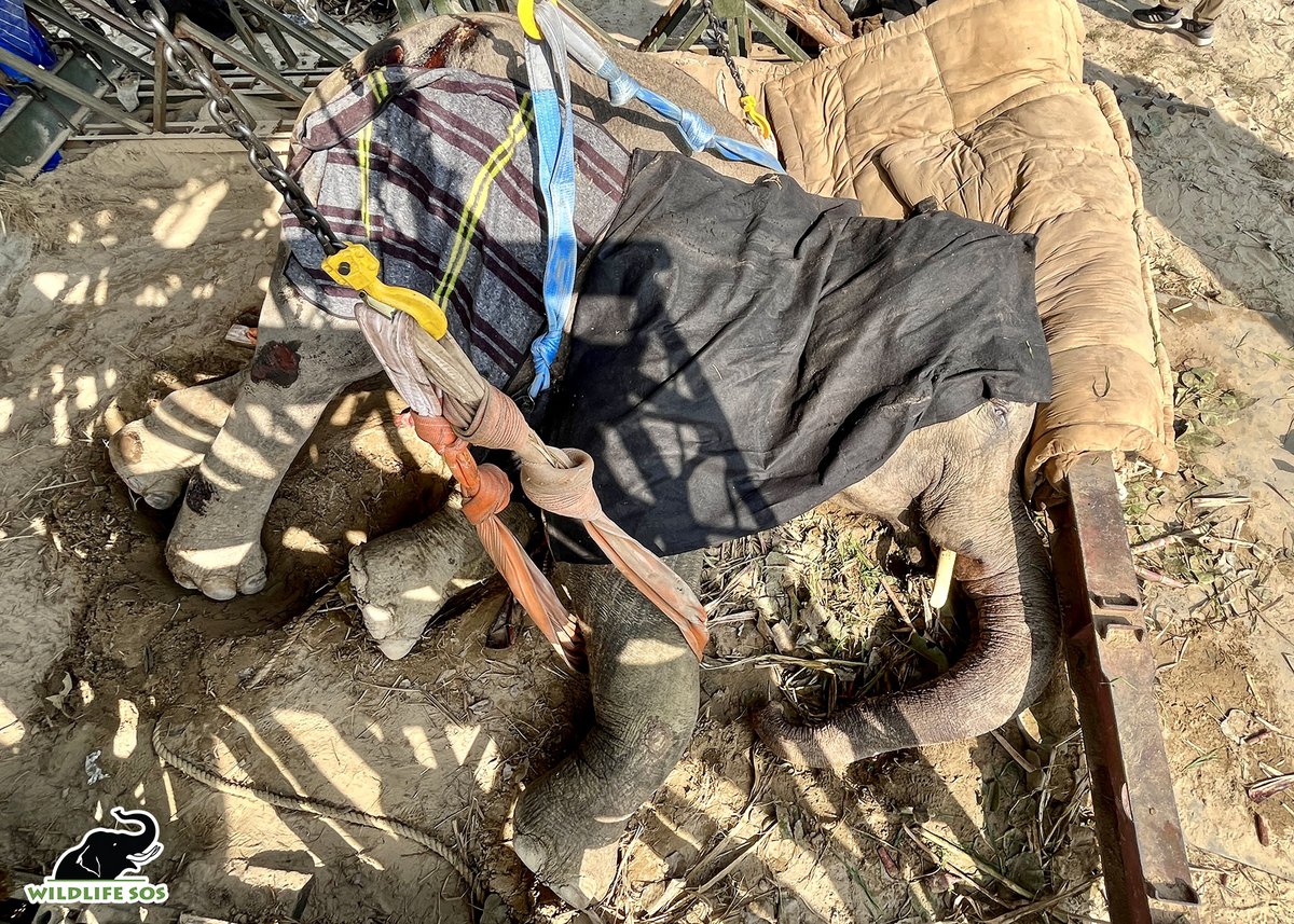 Wildlife SOS tweet media