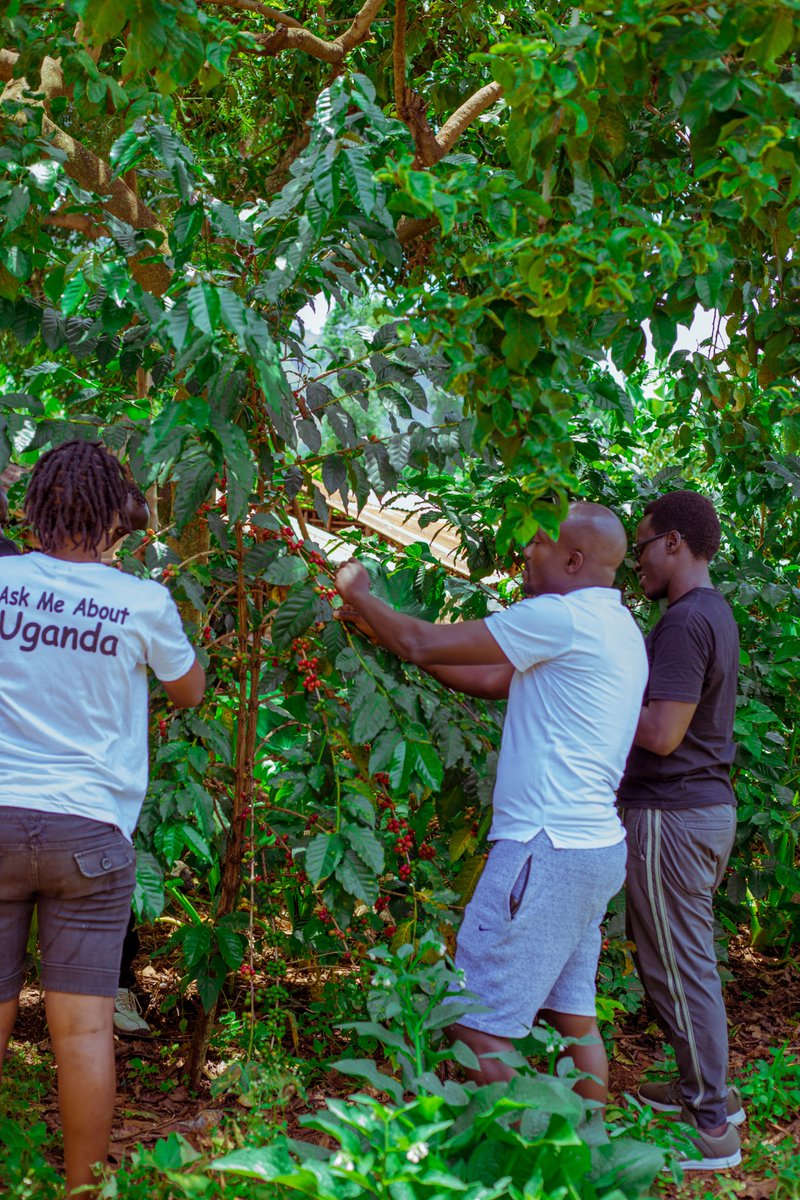 Its sunny this side, the weather is perfect for harvesting our favourite Arabica Coffee😊
#exploreelgon #thingstodoinmbale