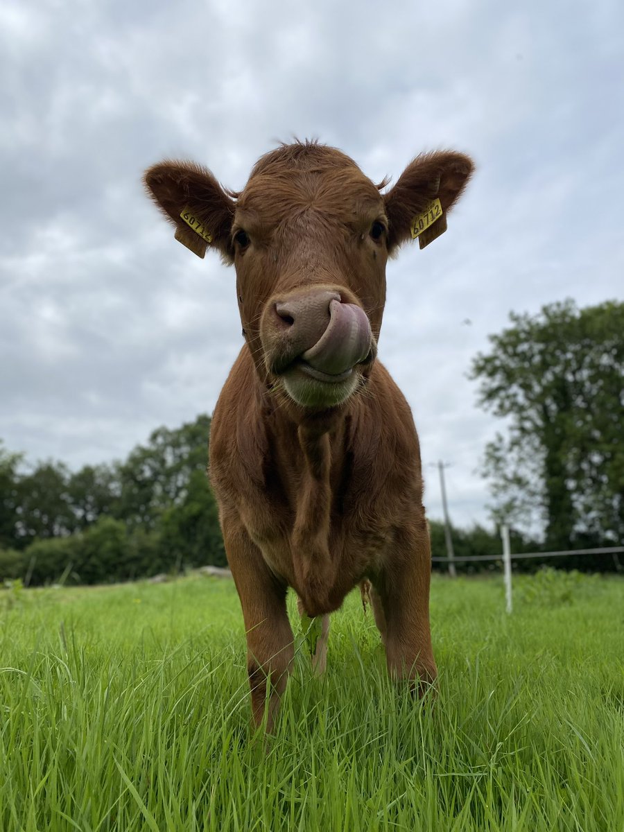 Hi all, currently carrying out a survey for my final year thesis “Investigating the role of genomics within Irish beef and dairy herds”. Would really appreciate if you could spare 5 mins to complete it! 

forms.office.com/e/g6nxZKnWz9
