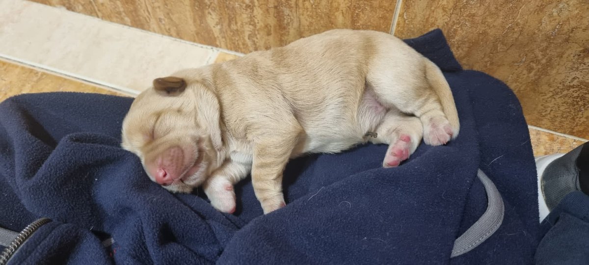 Hoy somos uno más!! Bienvenida al Edén preciosa Ginny 😍😍😍

No han permitido ni que tú propia madre te destetara cómo es debido..., solo tienes horas de nacida hasta con el cordón aún pero aquí estás, y al menos, tú has tenido suerte 🥹

No está en adopción (todavía)!
 💪🏻🍀