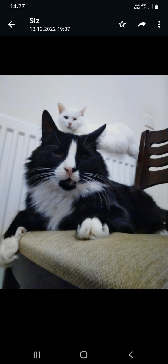 Depremde K.Maraş 12 Şubat Gedemen Mah. Mayzelpark 2 sitesi a blok'ta iki görme engelli kedim kayboldu. 2 defa girdim bulamadim. Etrafta gören olursa lütfen ulaşsın bize. Sokakta yasayamazlar.
05393240706
<a href="/PawGuardsTr/">Paw Guards | Pati Koruyucuları</a> <a href="/HAYKOCPQN/">HAYKO CEPKİN 🖕</a> <a href="/haluklevent/">Haluk Levent ( Ahbap Ekibi )</a> #deprem #marasdeprem #ACILYARDIM