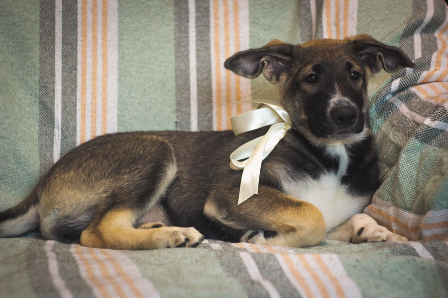 zverikivdar's tweet image. #Москва и МО
❤ Отдаём в добрые руки очаровательную малышку Майю. ❤
Милашка очень контактная, любит проводить время с человеком. Обработана от паразитов, привита, есть паспорт. Малышка идеальна для содержания в квартире, крупной не будет.