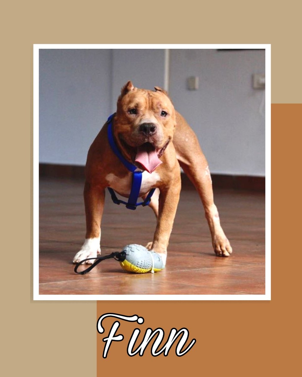iadopt_in's tweet photo. Chennai Adoption Only! 

Meet Finn, the chill pitbull who loves nothing more than lounging with his humans🐾

This gentle giant just wants to be loved and cared for, and in return, he'll shower you with affection and laziness. 

Fill the form to adopt Finn
https://t.co/vbU70iHp1i https://t.co/zh8z2DqihY